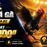 s66-livecasino-banner-1